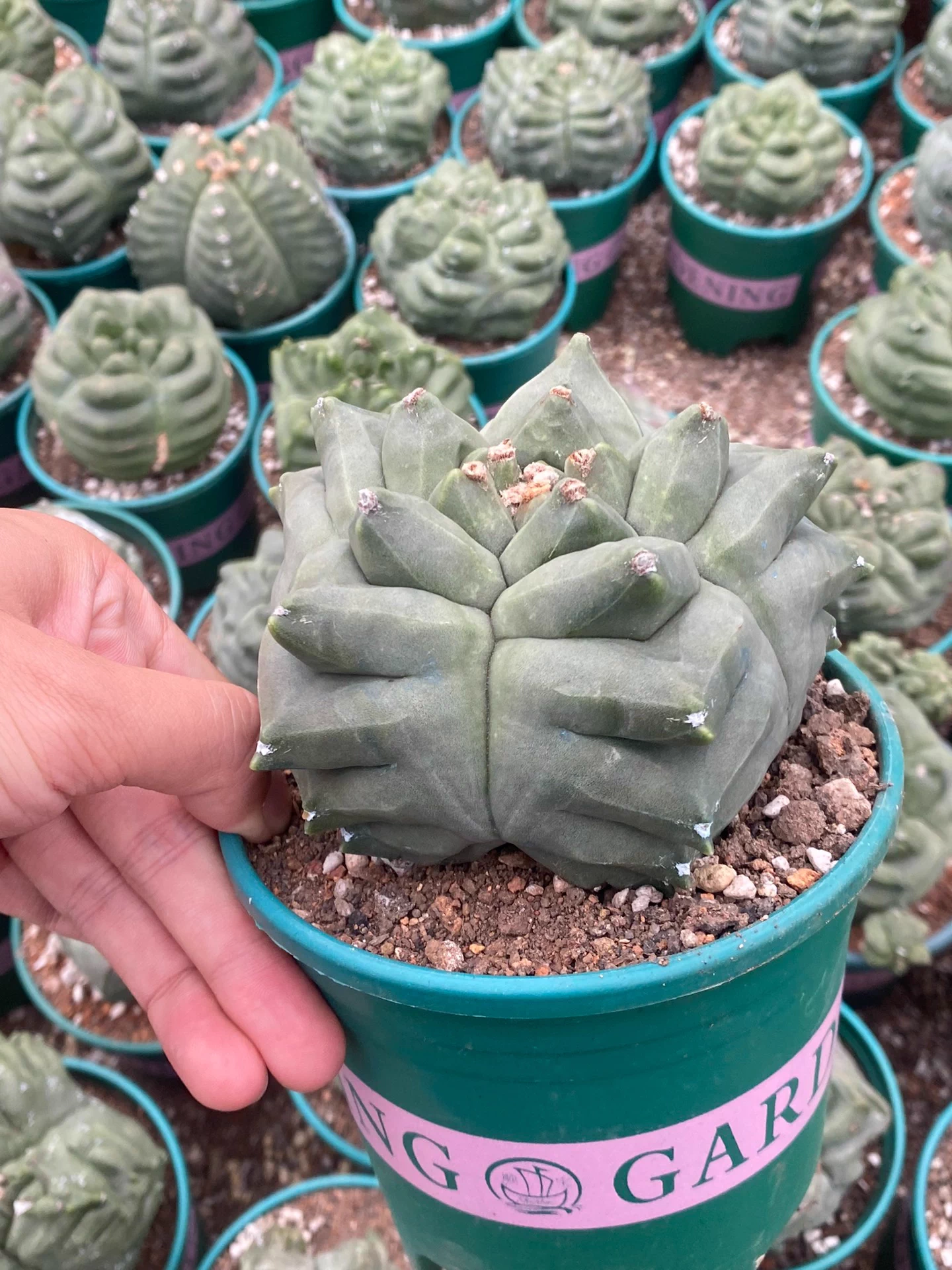 9cm Seedgrowth Astrophytum myriostigma Kikko Cactus Rare Planting