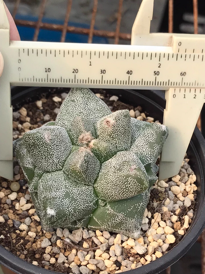 6cm Seedgrowtu Cactus Astrophytum myriostigma Kikko Garden Rare Planting