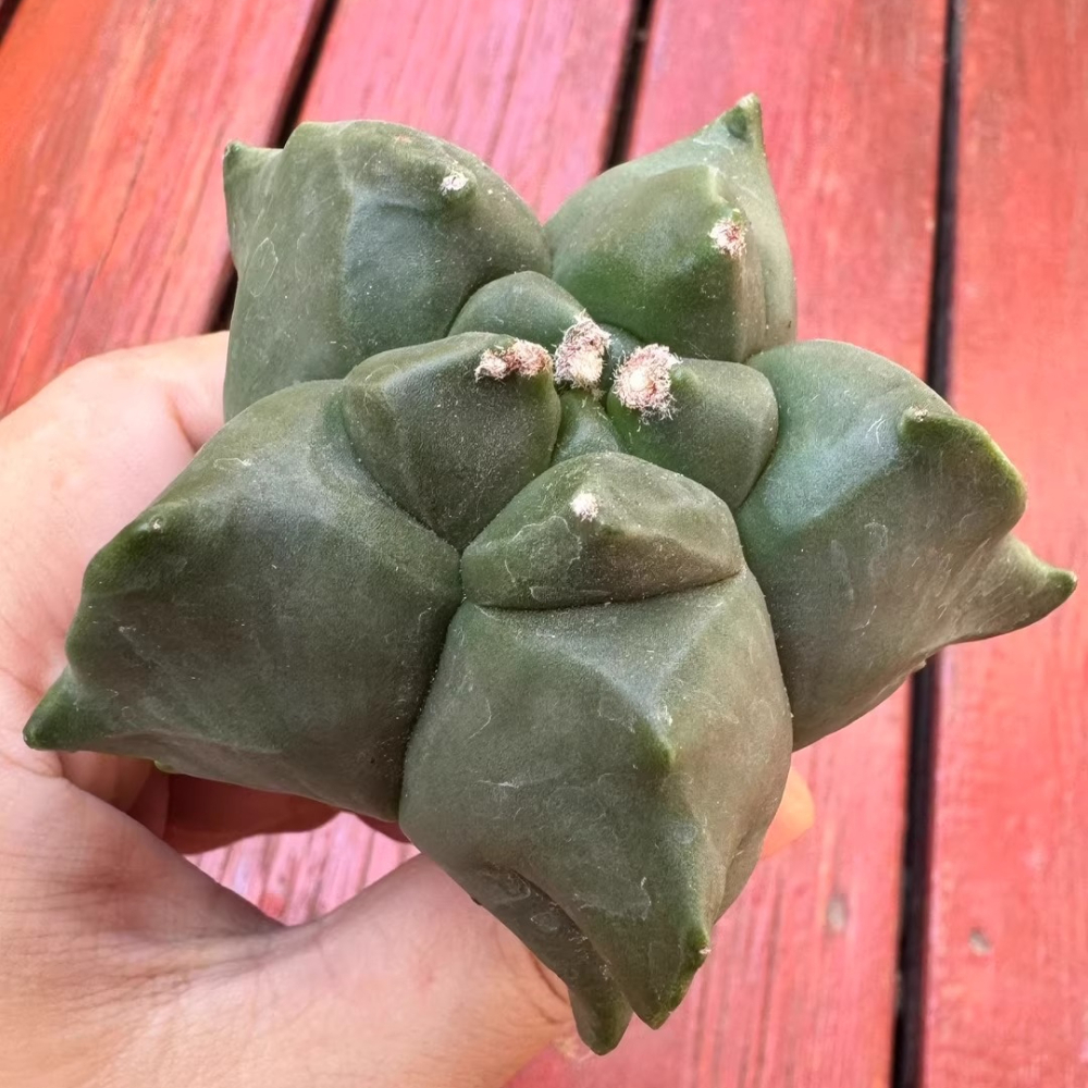 7cm Seedgrowth Astrophytum myriostigma Kikko Cactus Rare Garden Planting