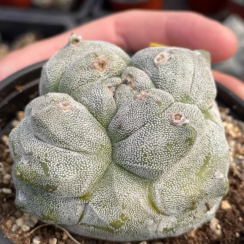 7cm Seedgrowth Astrophytum myriostigma Kikko Cactus Rare Planting