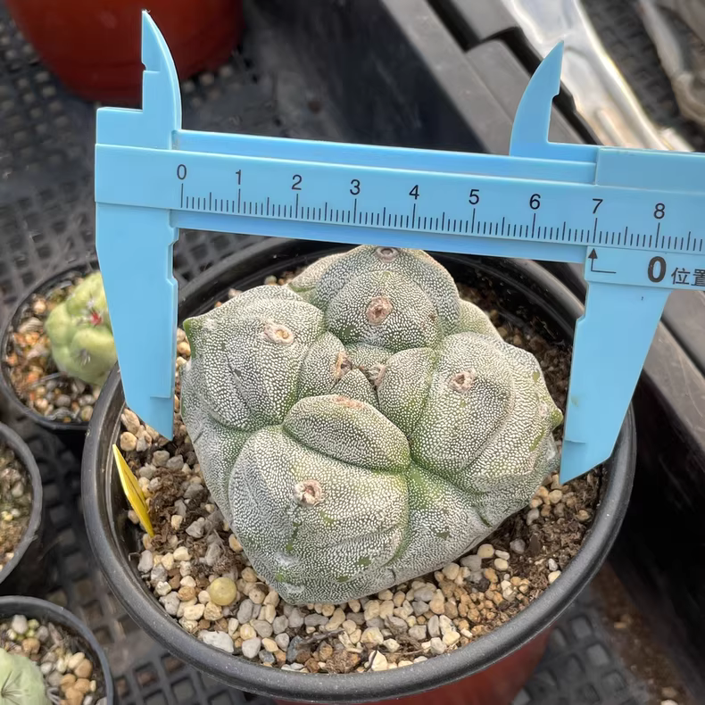 7cm Seedgrowth Astrophytum myriostigma Kikko Cactus Rare Planting