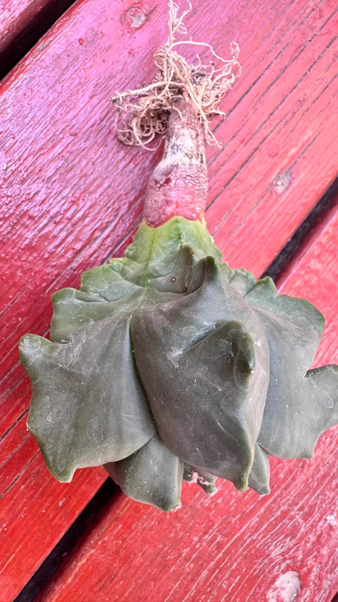 7cm Seedgrowth Astrophytum myriostigma Kikko Cactus Rare Garden Planting