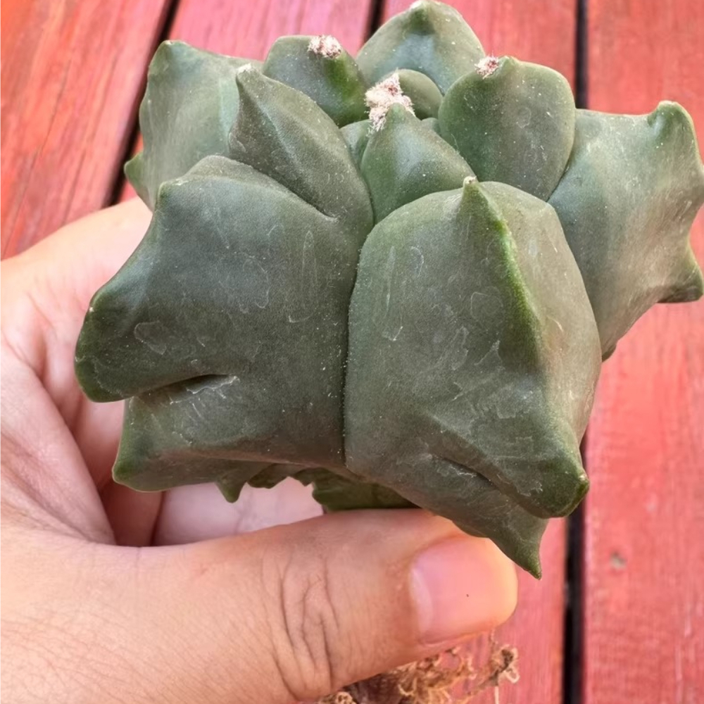 7cm Seedgrowth Astrophytum myriostigma Kikko Cactus Rare Garden Planting