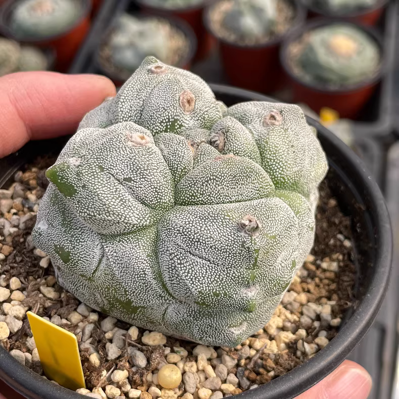 7cm Seedgrowth Astrophytum myriostigma Kikko Cactus Rare Planting