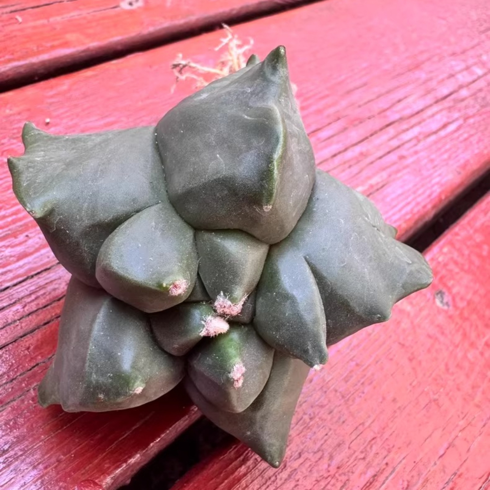 7cm Seedgrowth Astrophytum myriostigma Kikko Cactus Rare Garden Planting