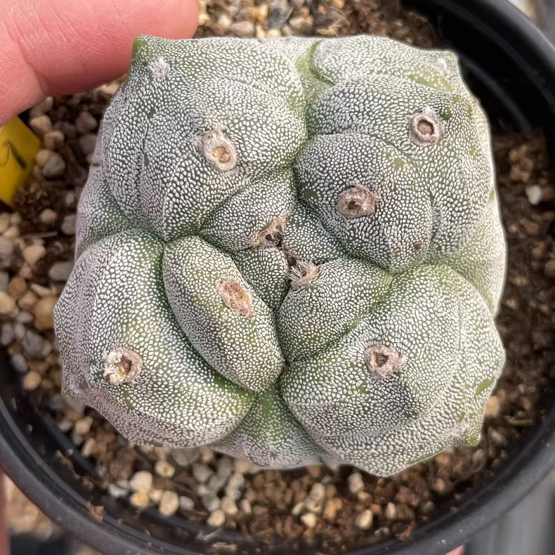 7cm Seedgrowth Astrophytum myriostigma Kikko Cactus Rare Planting