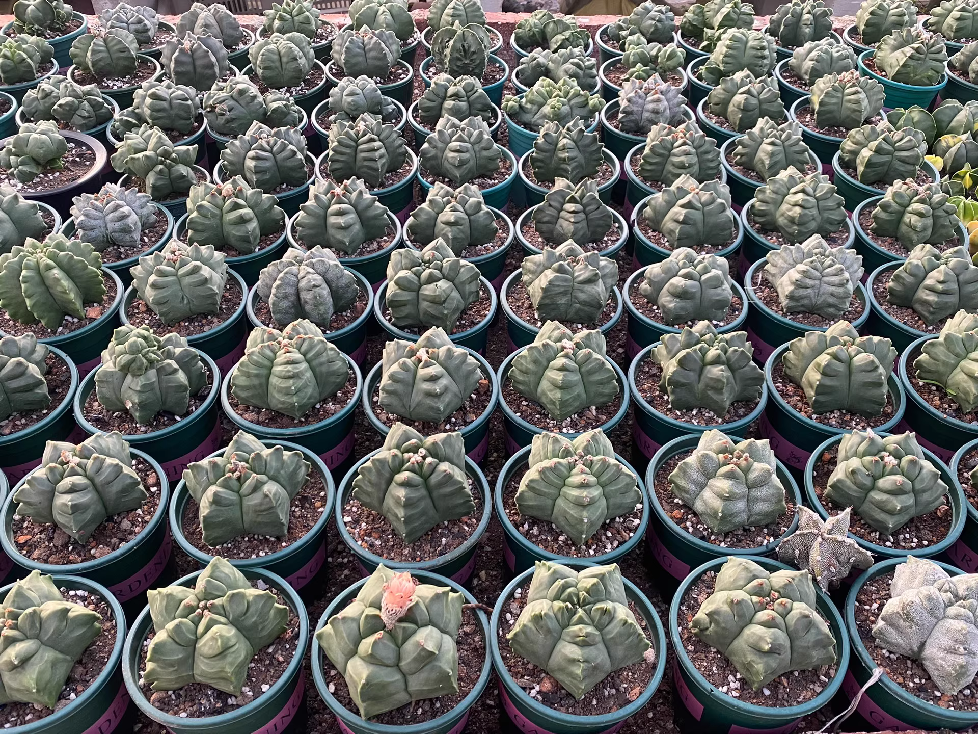 9cm Seedgrowth Astrophytum myriostigma Kikko Cactus Rare Planting