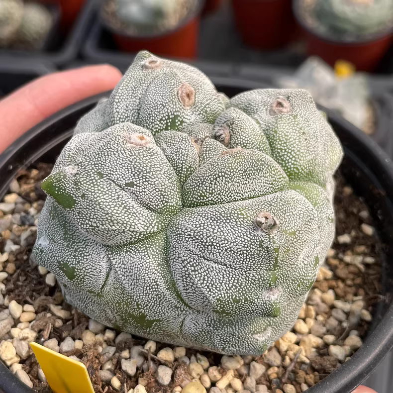 7cm Seedgrowth Astrophytum myriostigma Kikko Cactus Rare Planting