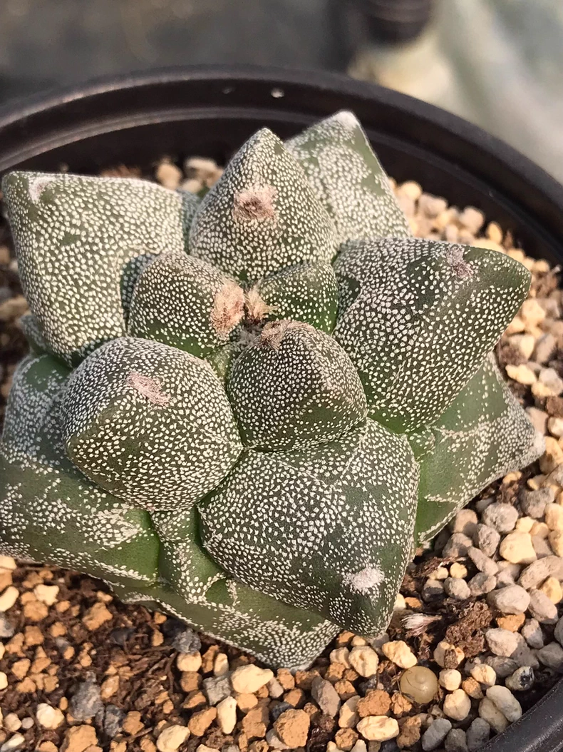 6cm Seedgrowtu Cactus Astrophytum myriostigma Kikko Garden Rare Planting