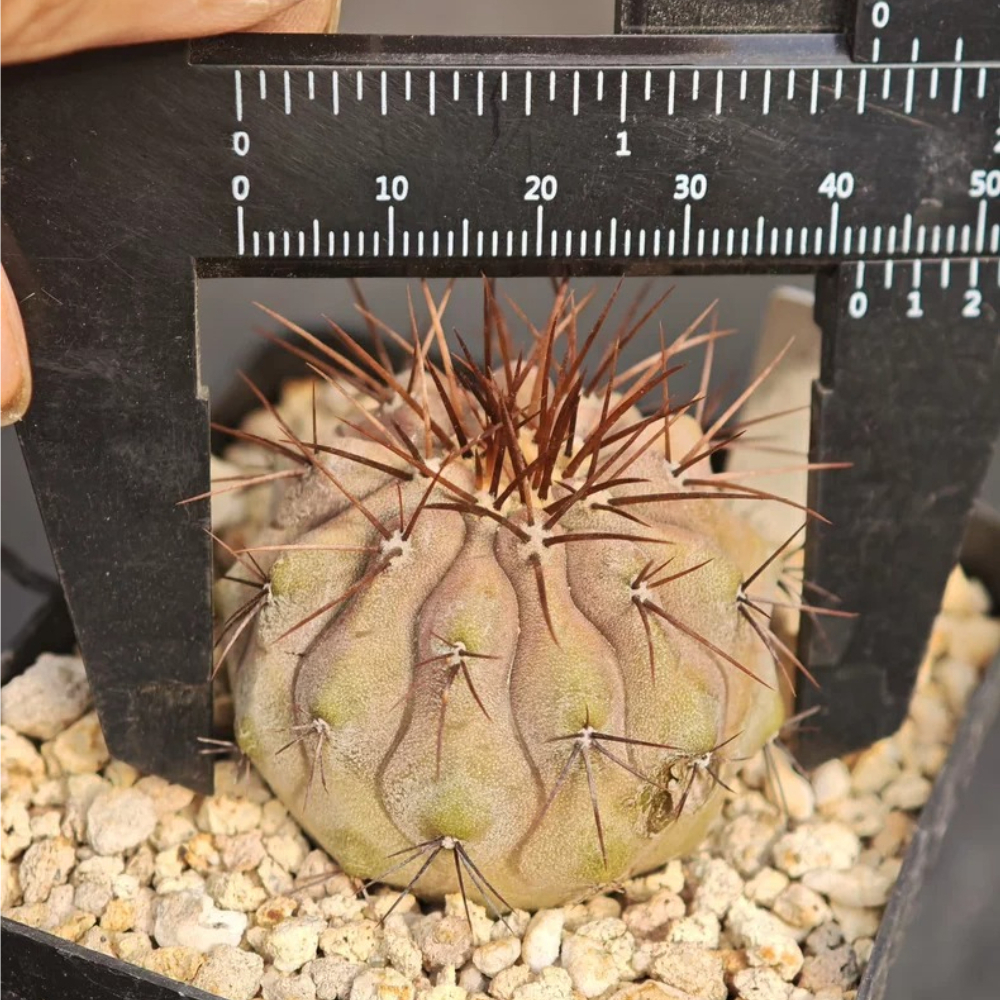 4.2cm Seedgrowth Copiapoa Gigantea Rare Garden Cactus