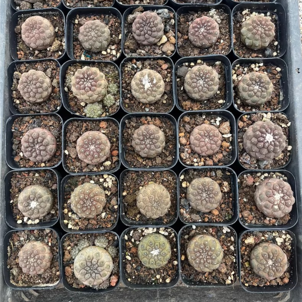 3cm Seedgrowth Copiapoa hypogea Garden Rare Planting Cactus