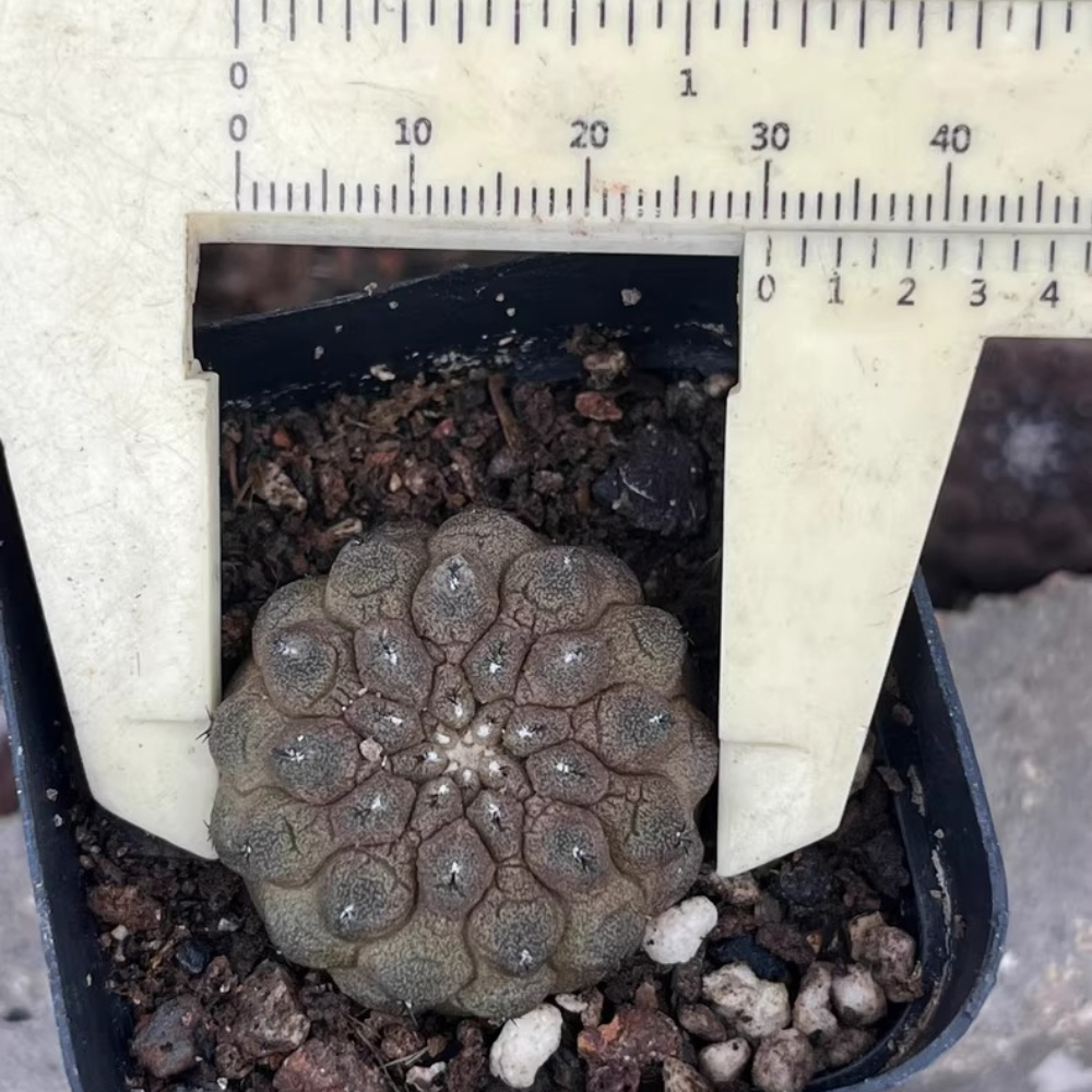 3cm Seedgrowth Copiapoa hypogea Garden Rare Planting Cactus