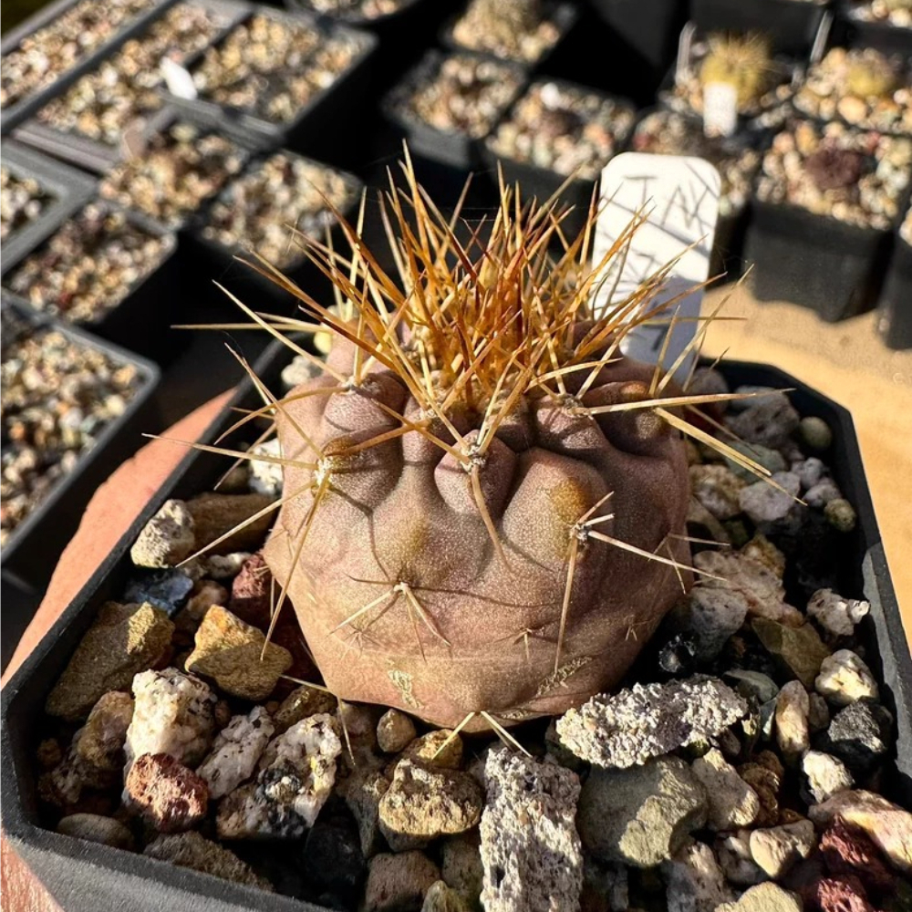 4.1cm Seedgrowth Copiapoa haseltoniana Cactus Garden Rare