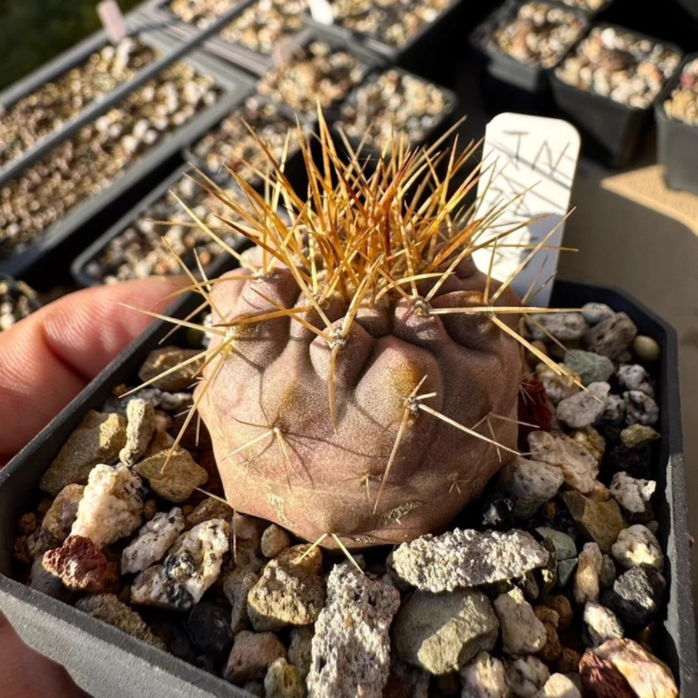 4.1cm Seedgrowth Copiapoa haseltoniana Cactus Garden Rare