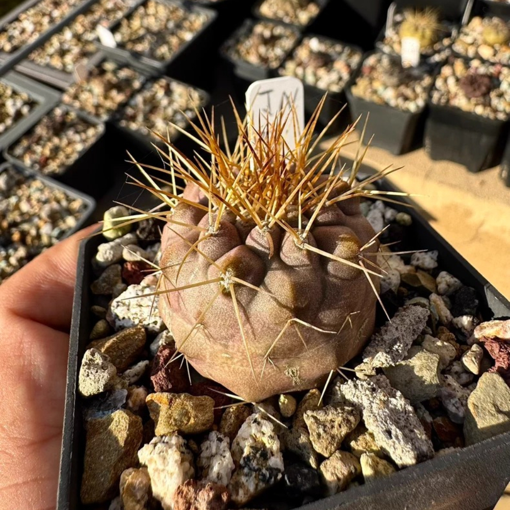 4.1cm Seedgrowth Copiapoa haseltoniana Cactus Garden Rare