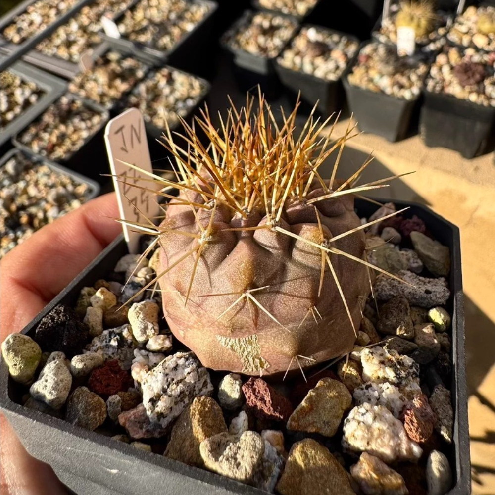 4.1cm Seedgrowth Copiapoa haseltoniana Cactus Garden Rare