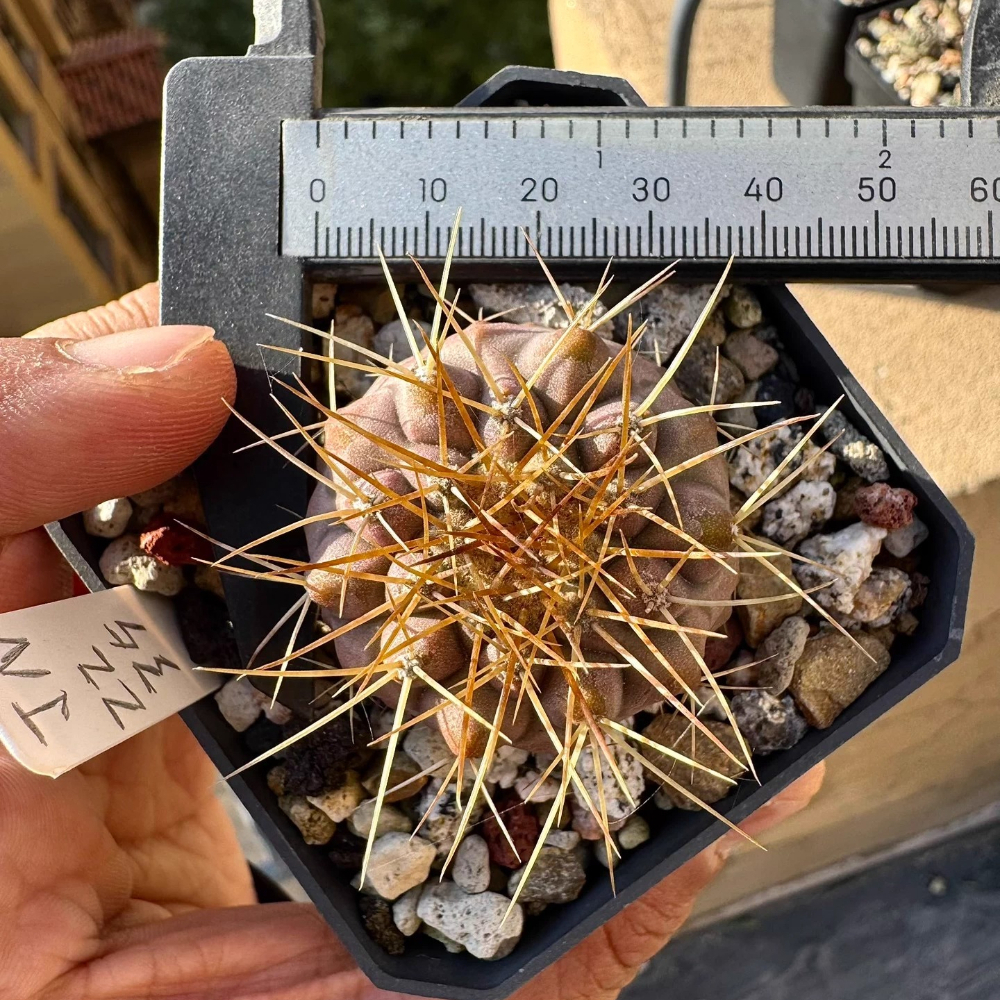 4.1cm Seedgrowth Copiapoa haseltoniana Cactus Garden Rare