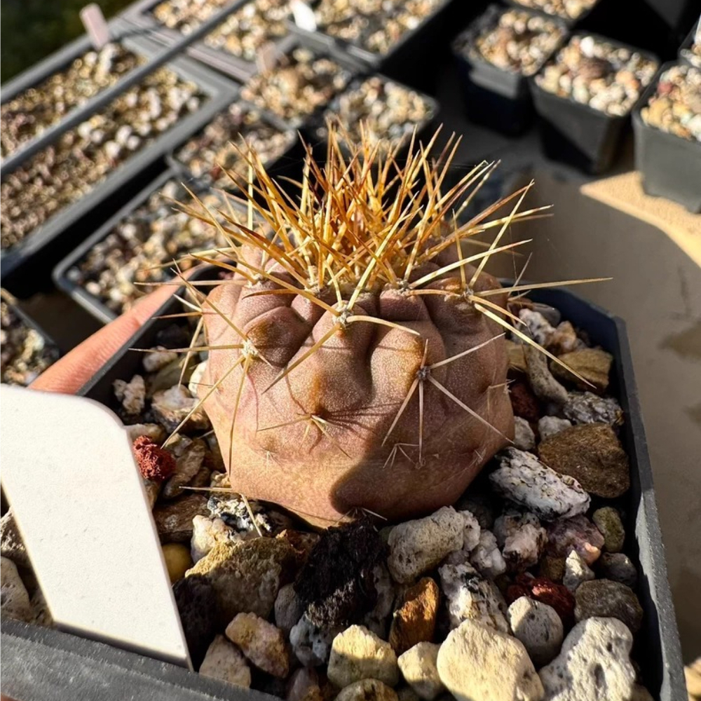 4.1cm Seedgrowth Copiapoa haseltoniana Cactus Garden Rare