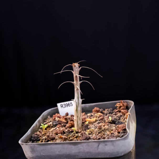 1cm Seedgrowth Fouquieria splendens Succulent tuber Garden Planting