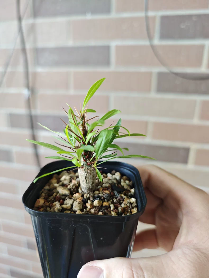 1.2cm Seedgrowth Fouquieria Purpusii Tuber Succulent Rare Garden Planting