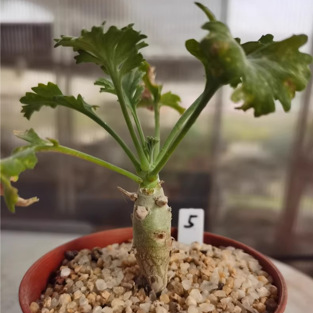1.1-1.5cm Seedgrowth Pelargonium klinghardtense Succulent Rare Garden