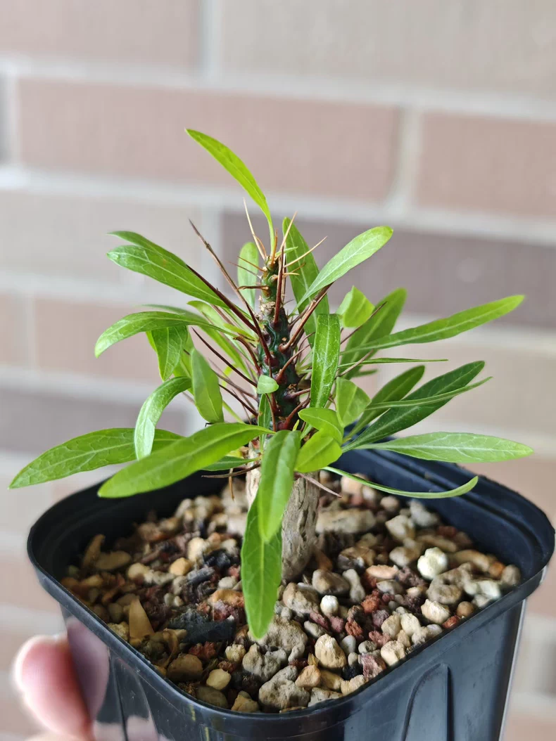 1.2cm Seedgrowth Fouquieria Purpusii Tuber Succulent Rare Garden Planting