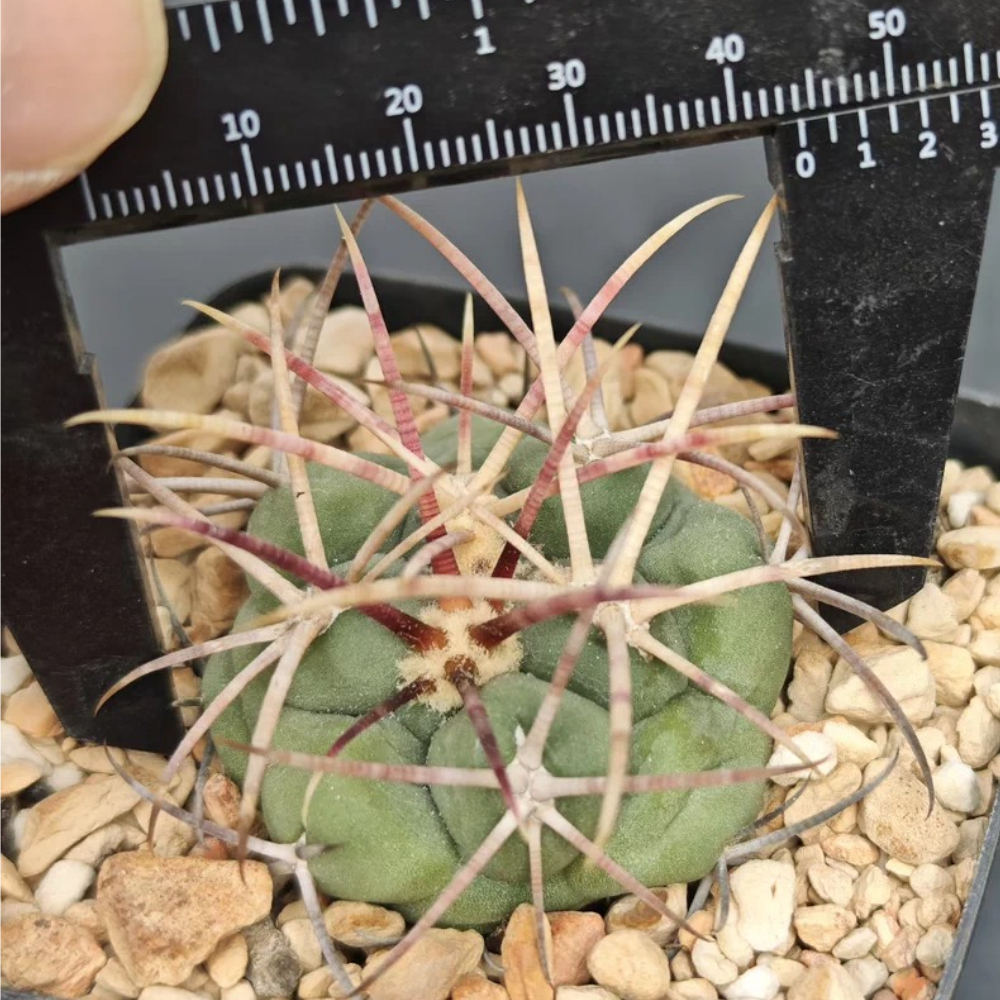 4cm Seedgrowth Thelocactus hexaedrophorus Var Cactus Garden Planting