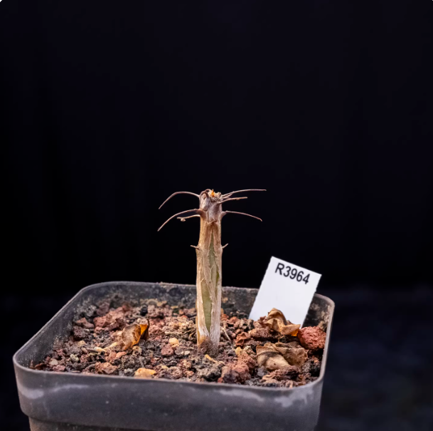 1cm Seedgrowth Fouquieria splendens Succulent tuber Garden Planting