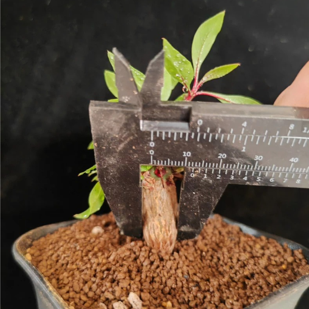 1.2cm Seedgrowth Fouquieria fasciculata Garden Rare Sucuulent