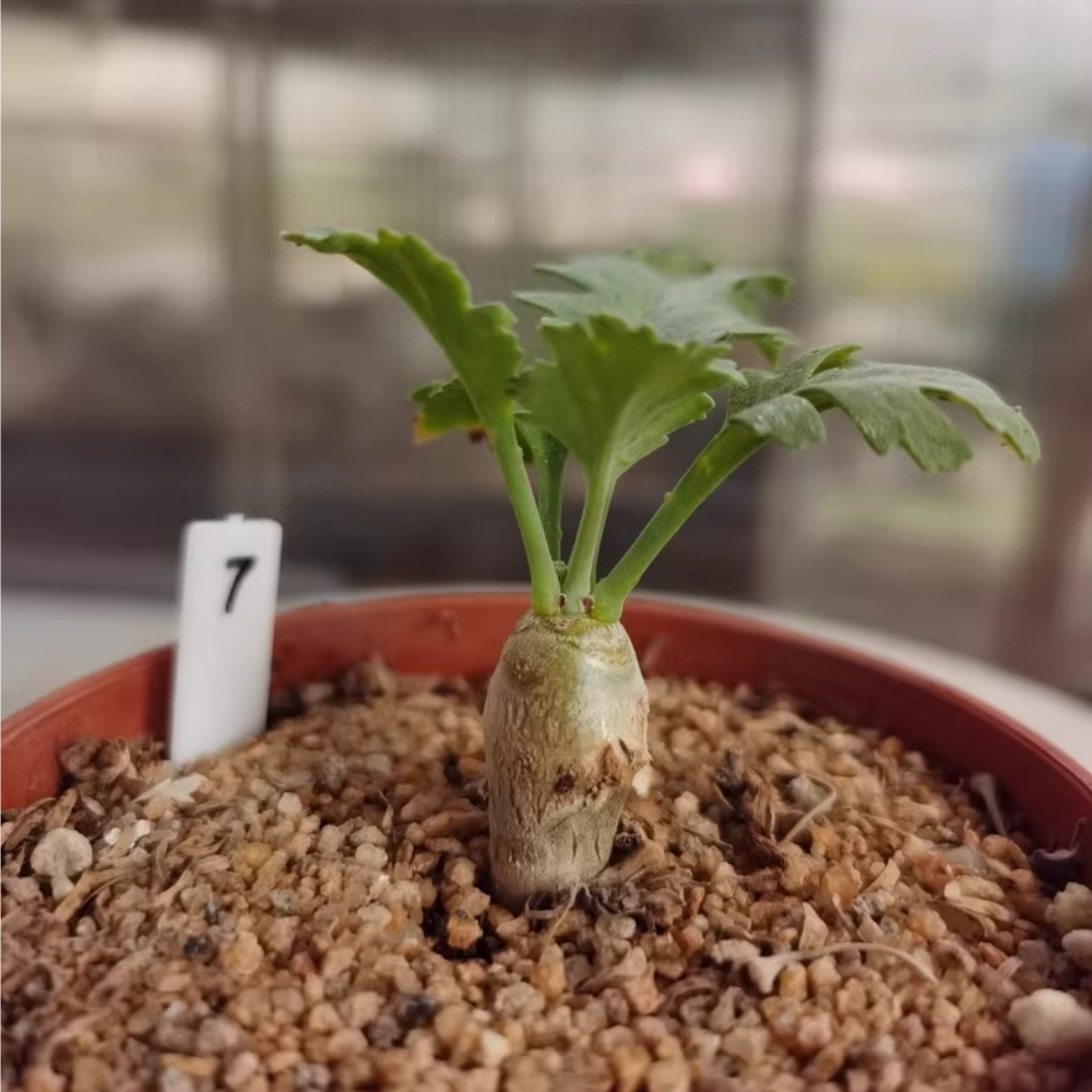 1.1-1.5cm Seedgrowth Pelargonium klinghardtense Succulent Rare Garden