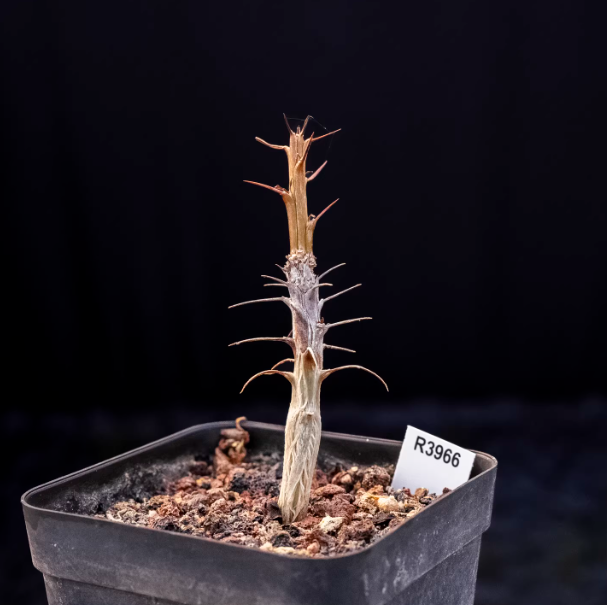 1cm Seedgrowth Fouquieria splendens Succulent tuber Garden Planting