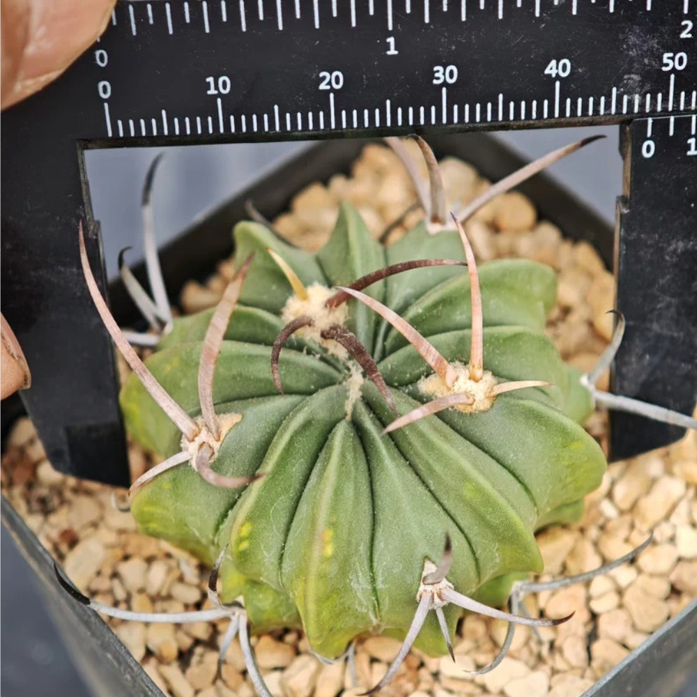 4.8cm Seedgrowth Stenocactus coptonogonus Cactus Garden Rare
