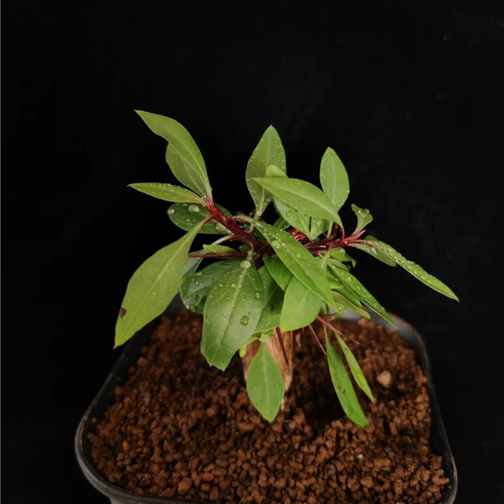 1.2cm Seedgrowth Fouquieria fasciculata Garden Rare Sucuulent