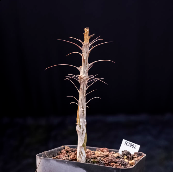 1cm Seedgrowth Fouquieria splendens Succulent tuber Garden Planting