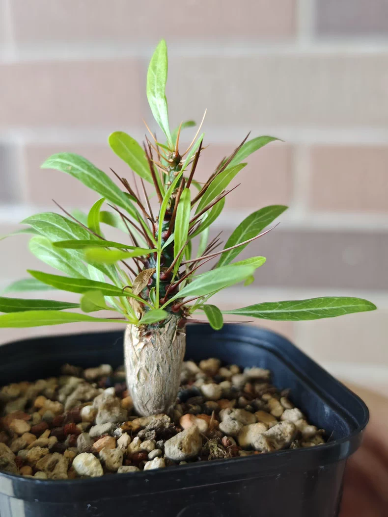 1.2cm Seedgrowth Fouquieria Purpusii Tuber Succulent Rare Garden Planting
