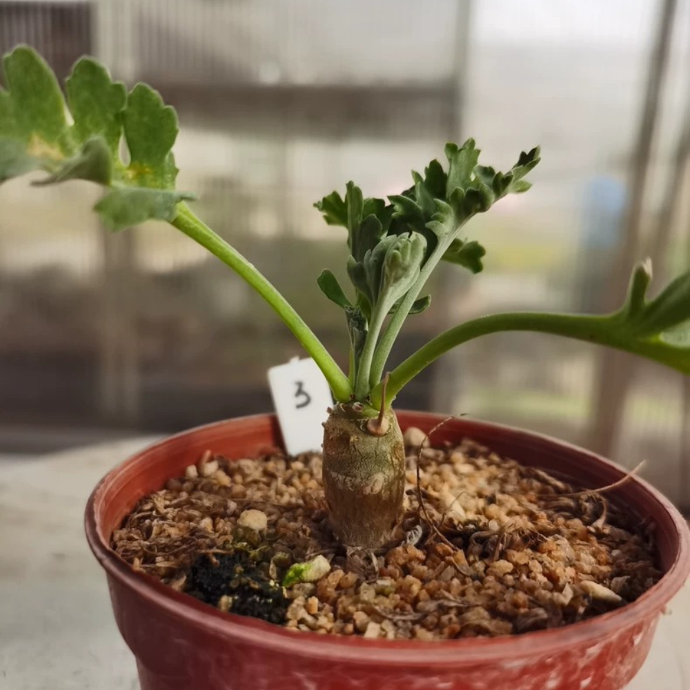 1.1-1.5cm Seedgrowth Pelargonium klinghardtense Succulent Rare Garden