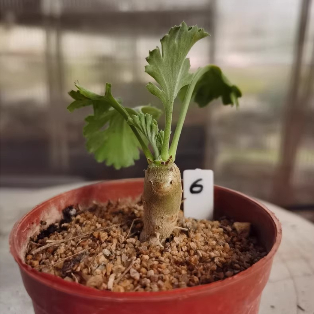 1.1-1.5cm Seedgrowth Pelargonium klinghardtense Succulent Rare Garden