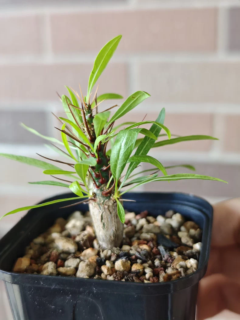 1.2cm Seedgrowth Fouquieria Purpusii Tuber Succulent Rare Garden Planting