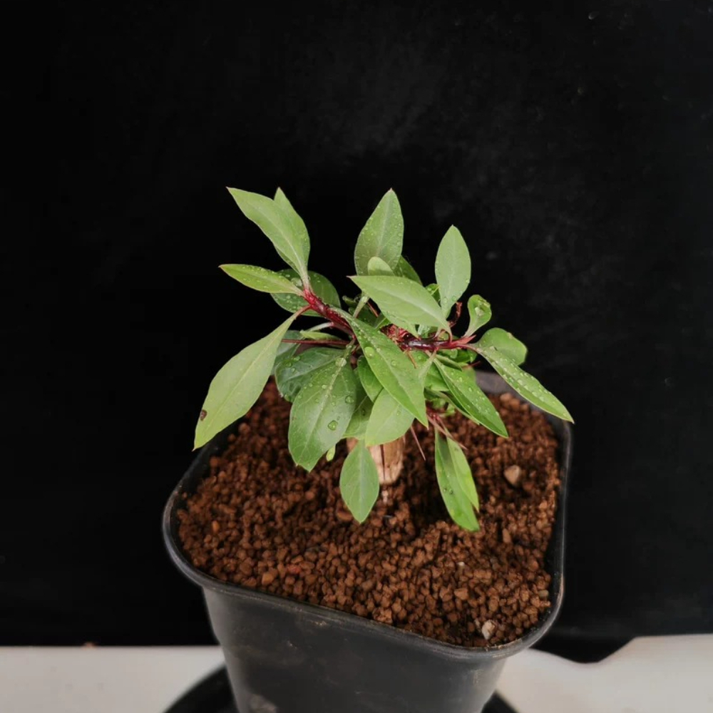 1.2cm Seedgrowth Fouquieria fasciculata Garden Rare Sucuulent