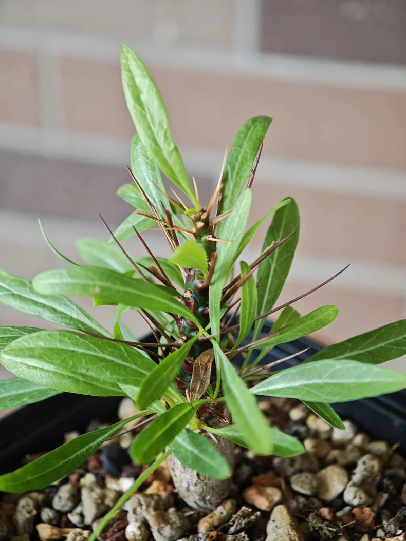 1.2cm Seedgrowth Fouquieria Purpusii Tuber Succulent Rare Garden Planting