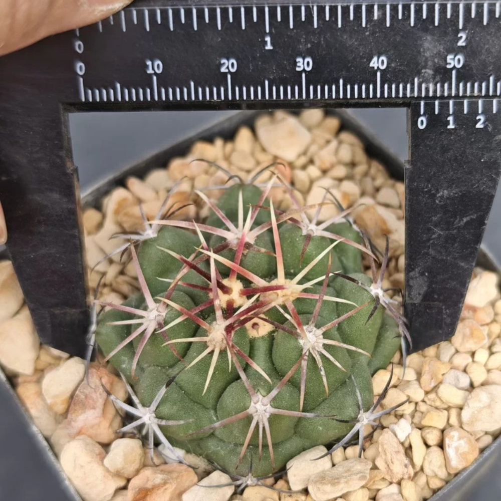 4.5cm Seedgrowth Thelocactus heterochromus Rare Garden Planting