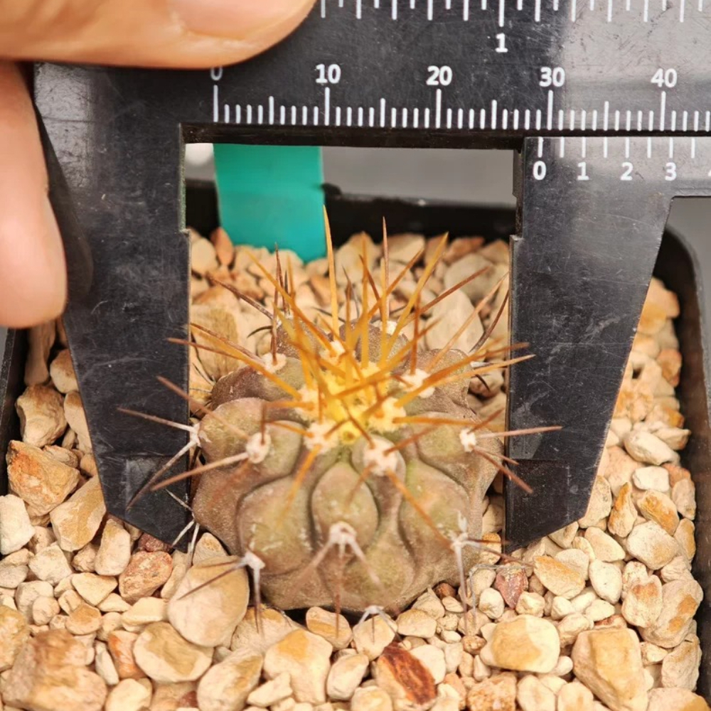 3cm Seedgrowth Copiapoa haseltoniana Rare Cactus Garden Planting