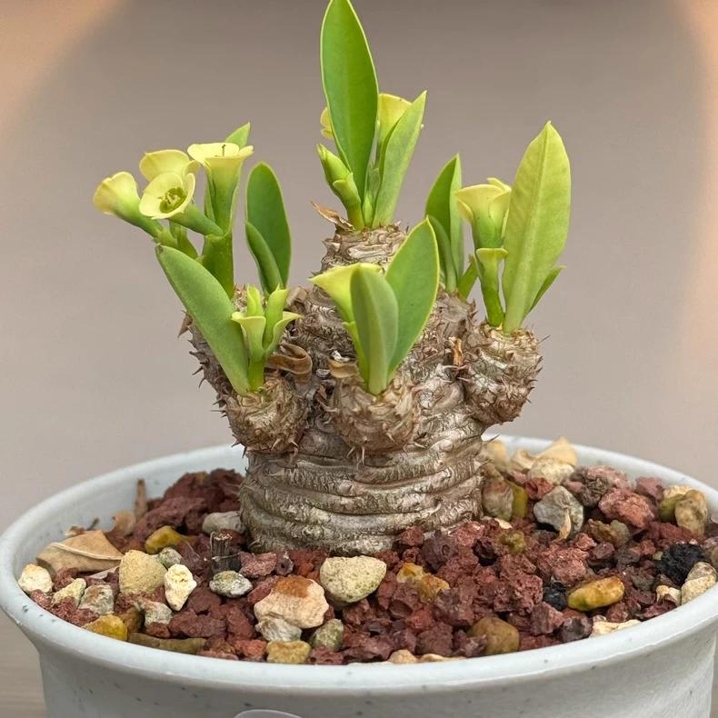 3-4cm Seedgrowth Euphorbia parvimedusae very Good Cactus