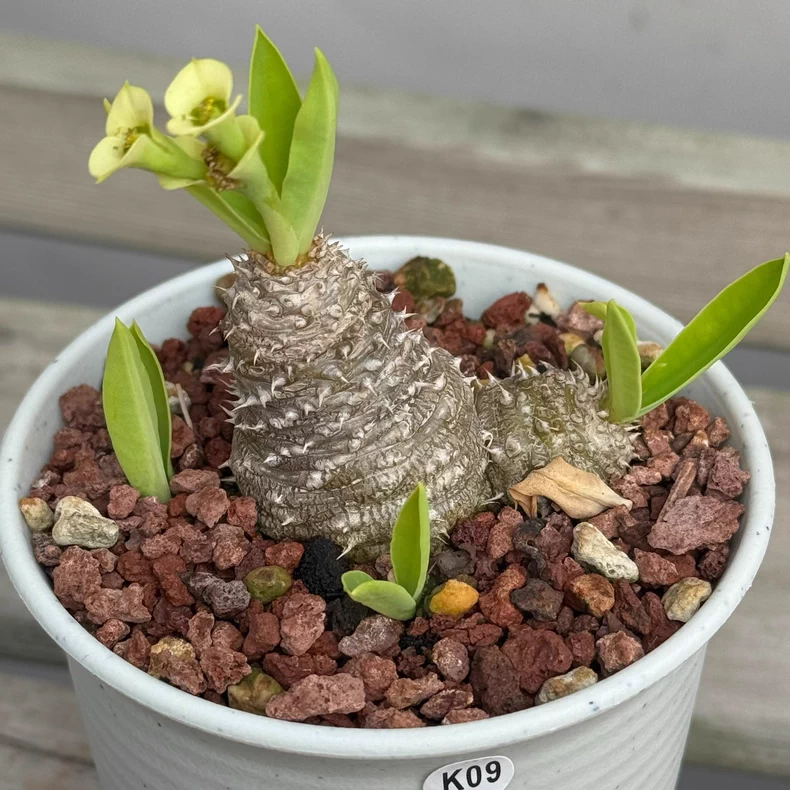 3-4cm Seedgrowth Euphorbia parvimedusae very Good Cactus