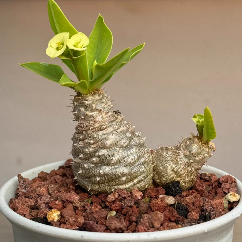 3-4cm Seedgrowth Euphorbia parvimedusae very Good Cactus