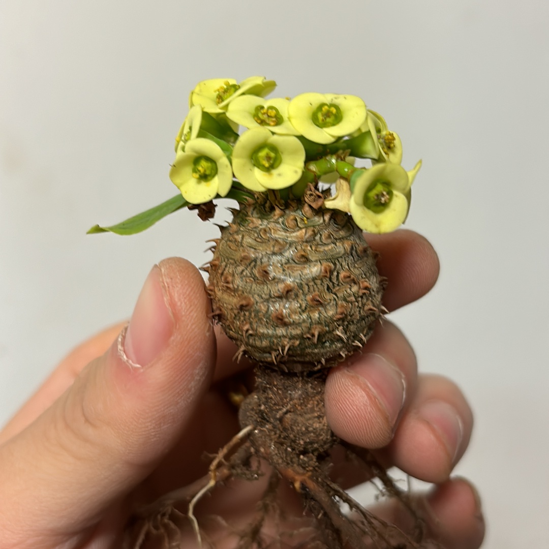 3-4cm Seedgrowth Euphorbia parvimedusae very Good Cactus