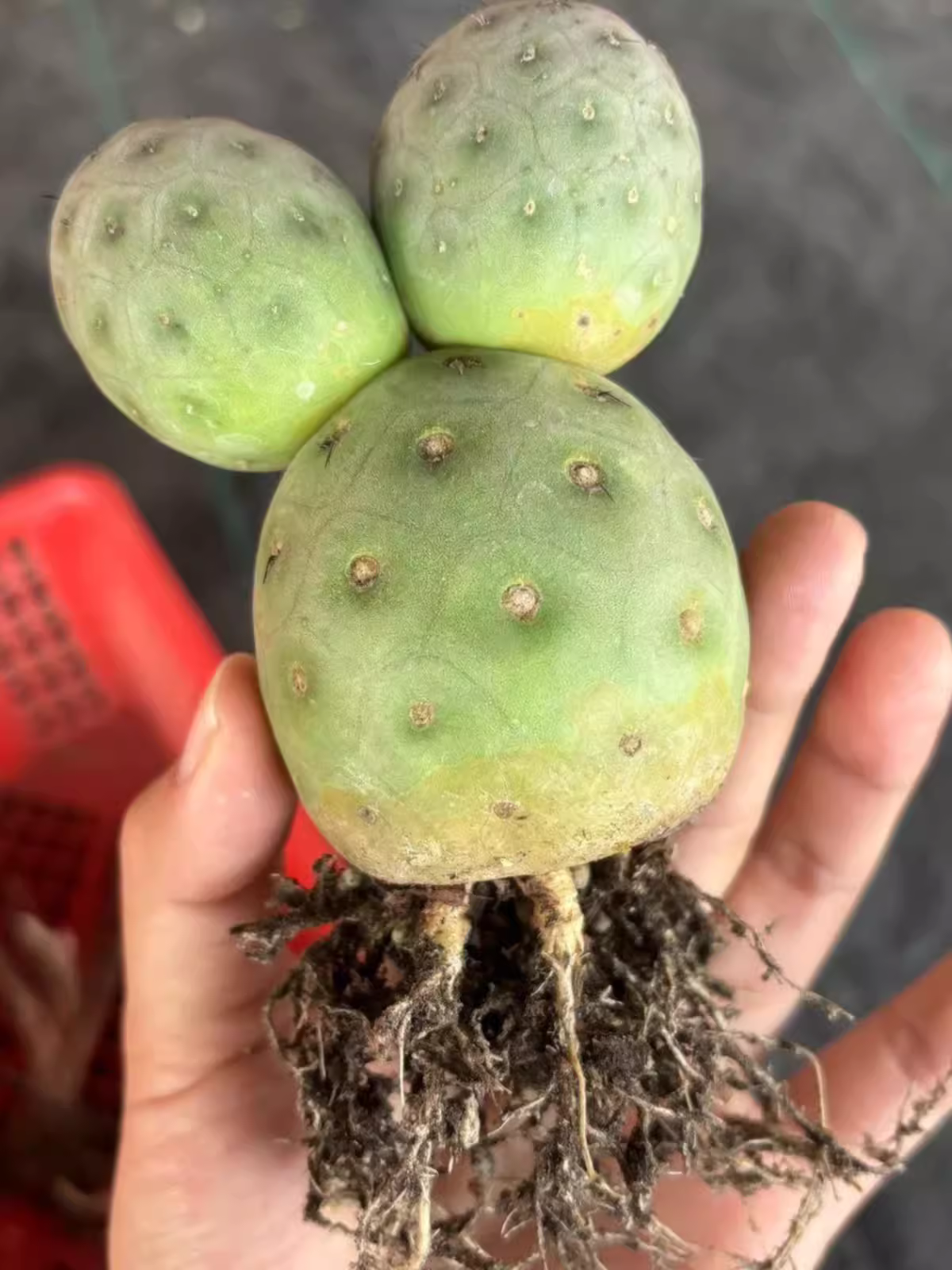 6-7cm Cactus Live Plants Three heads Tephrocactus geometricus Beautiful Live Plants Rare Cactus