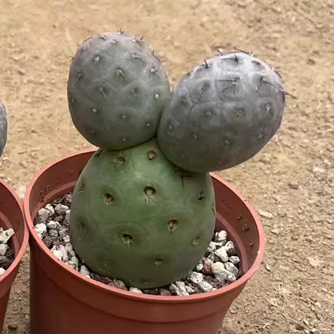 6-7cm Cactus Live Plants Three heads Tephrocactus geometricus Beautiful Live Plants Rare Cactus