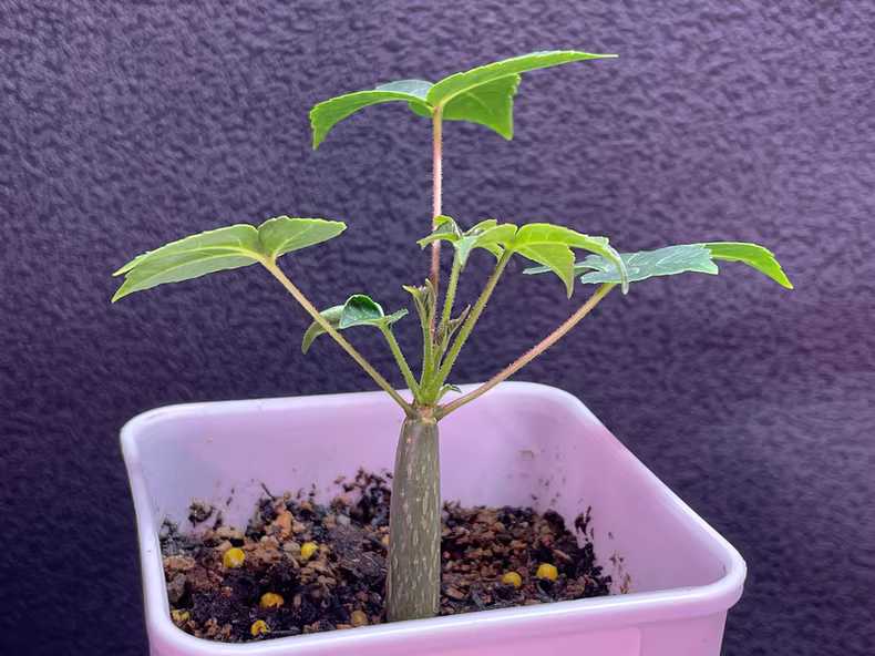 Seedgrowth 1.5cm Commiphora Unilobata Garden Rare