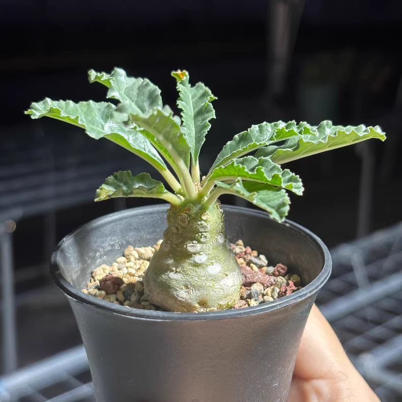 5-6cm Seedgrow Dorstenia Lavrani Succulent root tuber Plants